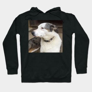 Bonnie the Cellar Door Dog Hoodie